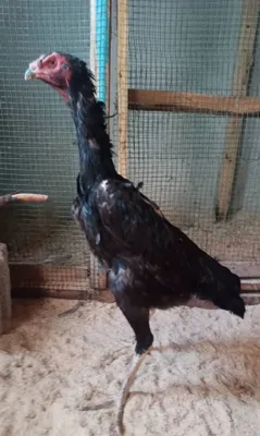 O shamo makiyon sotiladi 1