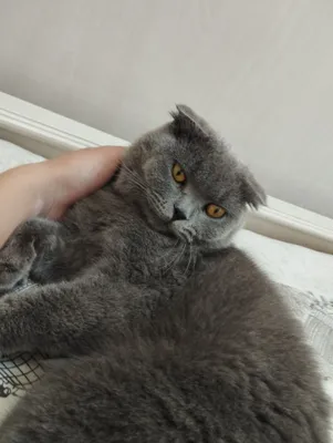 Шотландская вислоухая кошка 1