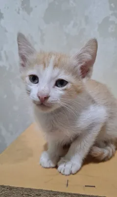 Uy mushukchalari mehribon qo‘llarga 1