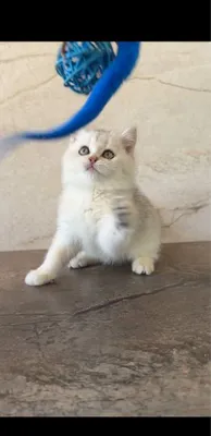 Британский котёнок 1