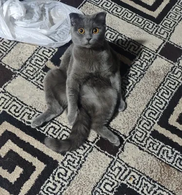 Продается кошка Скотиш Фоллд девочка 1