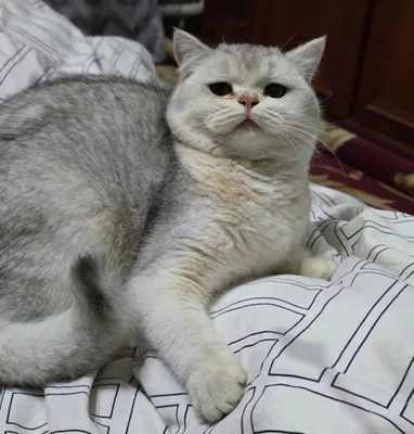 Британская серебристая шиншилла 1