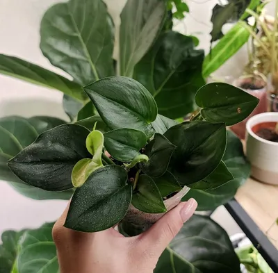 Scindapsus Moonlight