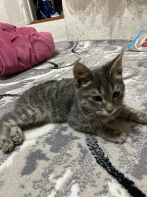 Продаётся кошка 1