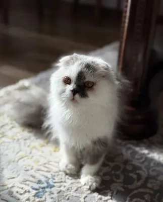 Кошка персидская, мальчик 1