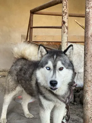Собака 100% чистокровная
