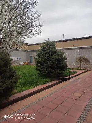 Галубой йел 13 йилик парвариш 1