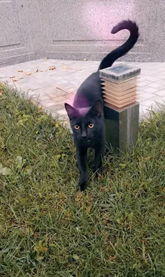 2 котёнка отдам даром. 1