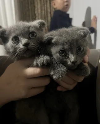 Шотландские кошки 1