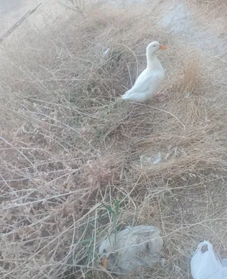 Oq o'rdak indoutka bilan almashtiraman. 1
