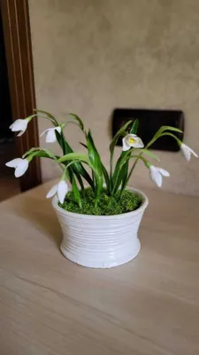 Подарки для женщин