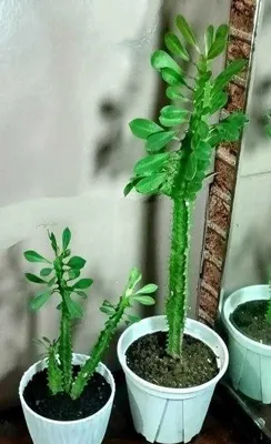 Продам молочай трёхгранный. 1