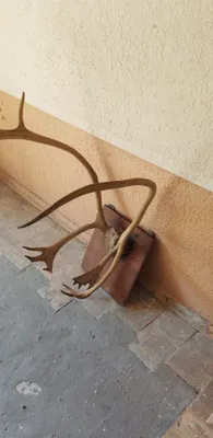 Kiyik Shoxi Tabiiy 1