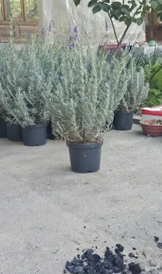 Lavanda fransuskiy sort 1