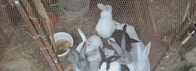 Qarshida 9 ta quyon sotiladi — 8 ta yosh quyon va onasi