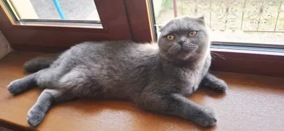 Скоттиш-фолд
