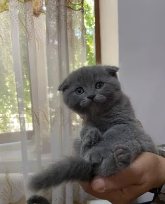 Шотландская вислоухая, 1,5 месяца 1