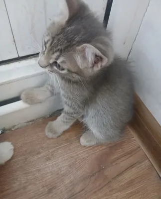 Бесплатно отдам котят 1