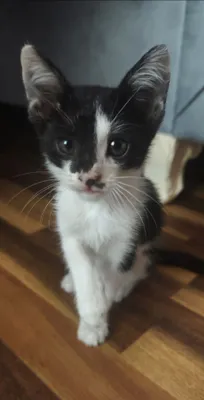 Котенок отдам В ДОБРЫЕ РУКИ. 1