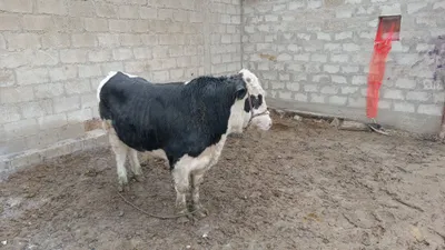 Продаётся симментальский гибрид, подходит и для разведения 1