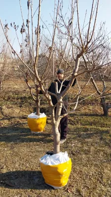 Катта дарат мевали кучатлар 3/8 ёшгача ишонарли сортлар сотувда 1