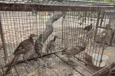 4 oylik qirg‘ovullar