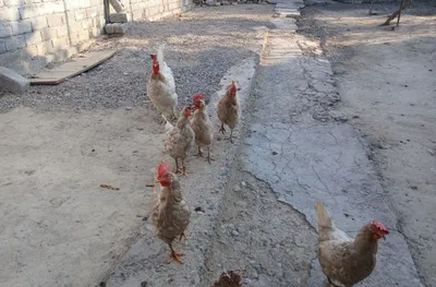 Белый петух и куры 1
