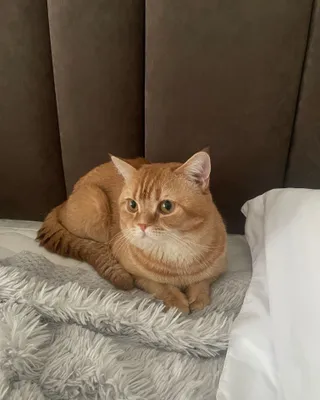 Кот для вязки mushuk 1