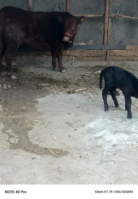 Ангус. 1 Корин тугиши 1