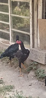 Продаются цыплята, выведенные в конце марта 1