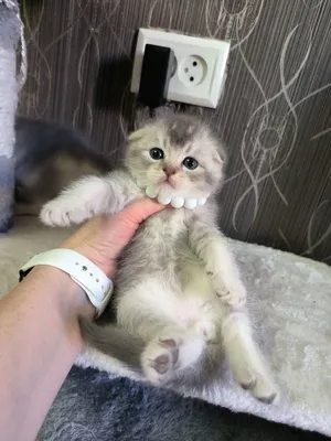 Шикарный котик переедет в новый дом