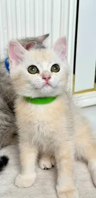 Британская кошка 1