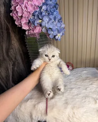Милый котёнок ищет любящую семью