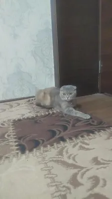 Mushiglar sotiladi 1