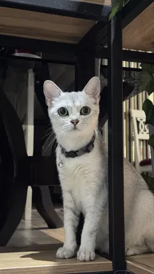 Кошка по имени Мальвина ждёт вас 1