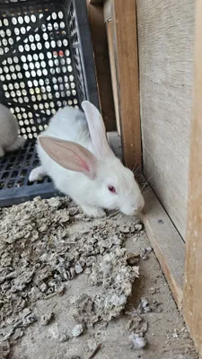 quyon sotiladi kichina 3 ta bor 1