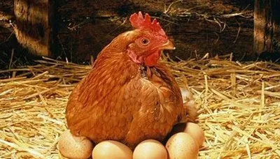 Zotdor tovuqlar sotiladi. Tez va juda arzon 1