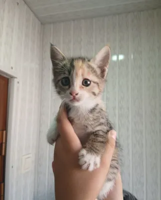 Котята отдаются бесплатно 1