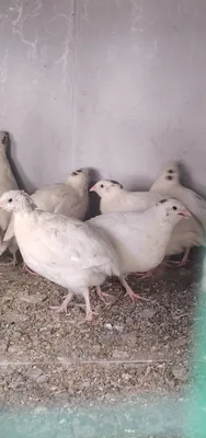 Inkubatsion bedana tuxum 1