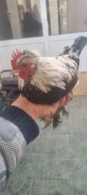 Xotinining ishchi bilan porno Rus er va xotinni siksin