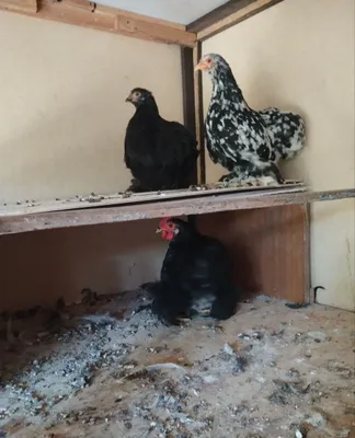 Yapon Choynak toza zot Xo'rozi va tovuqg'i birga sotiladi 1