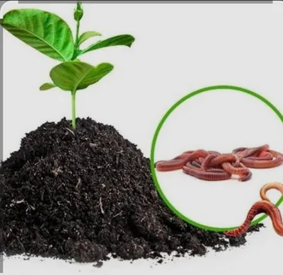 Biogumus sotaman sifati alo darajada 1