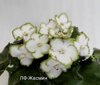 Детки сортовых фиалок 1