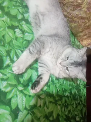 Продаётся шиншилла 1