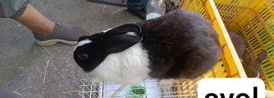 Голландские кролики 1
