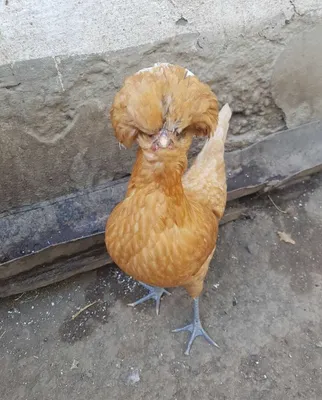 Flamingo rangli italyan padualari 1
