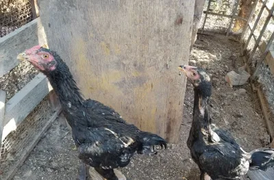 Dakan horozi tovuq jojalari sotiladi 1