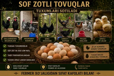 Sof Zotli Tovuqlar Tuxumlari Sotiladi 1