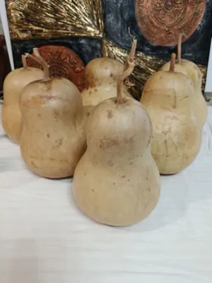 Декоративные тыквы 1
