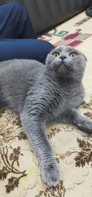 Scottish Fold mushugini yaxshi qo‘llarga beramiz 1